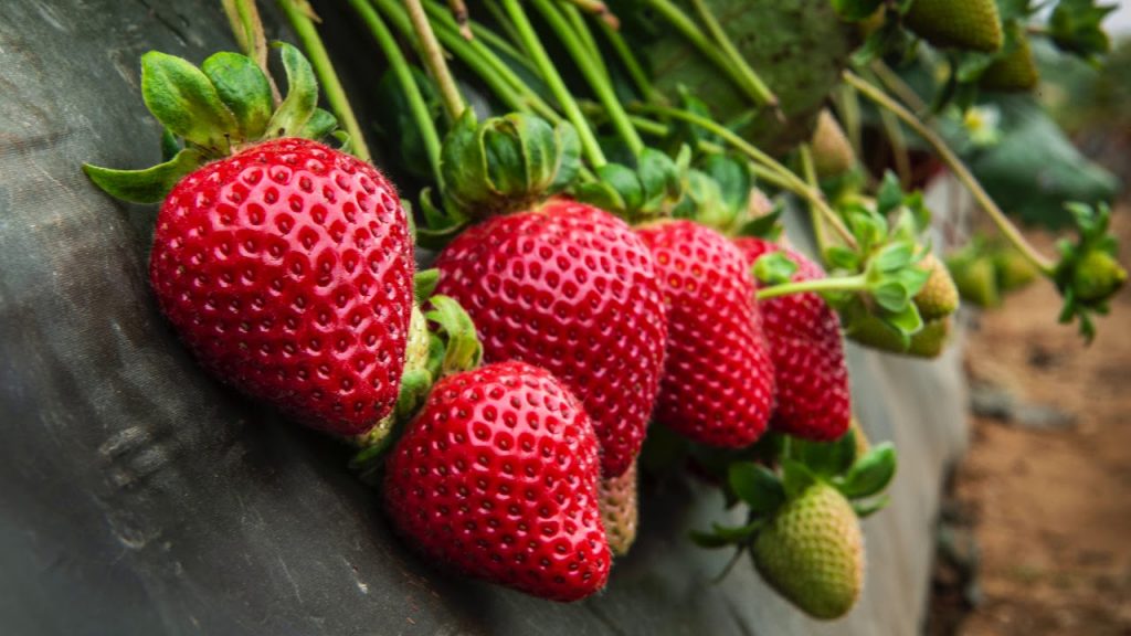 strawberries as an aphrodisiac