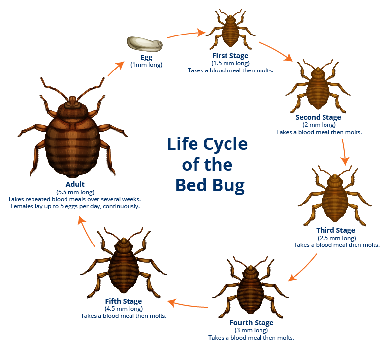 Everything You Need To Know About Bed Bugs Erectile Doctor