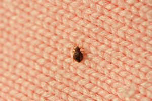 Everything You Need To Know About Bed Bugs | Erectile Doctor