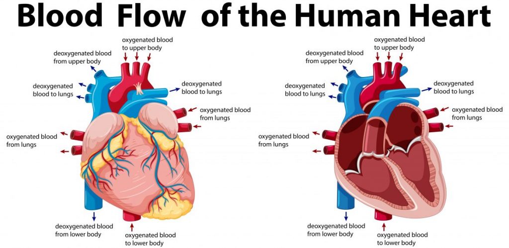 Heart-Function-Anatomy