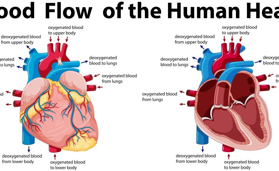 Heart-Function-Anatomy