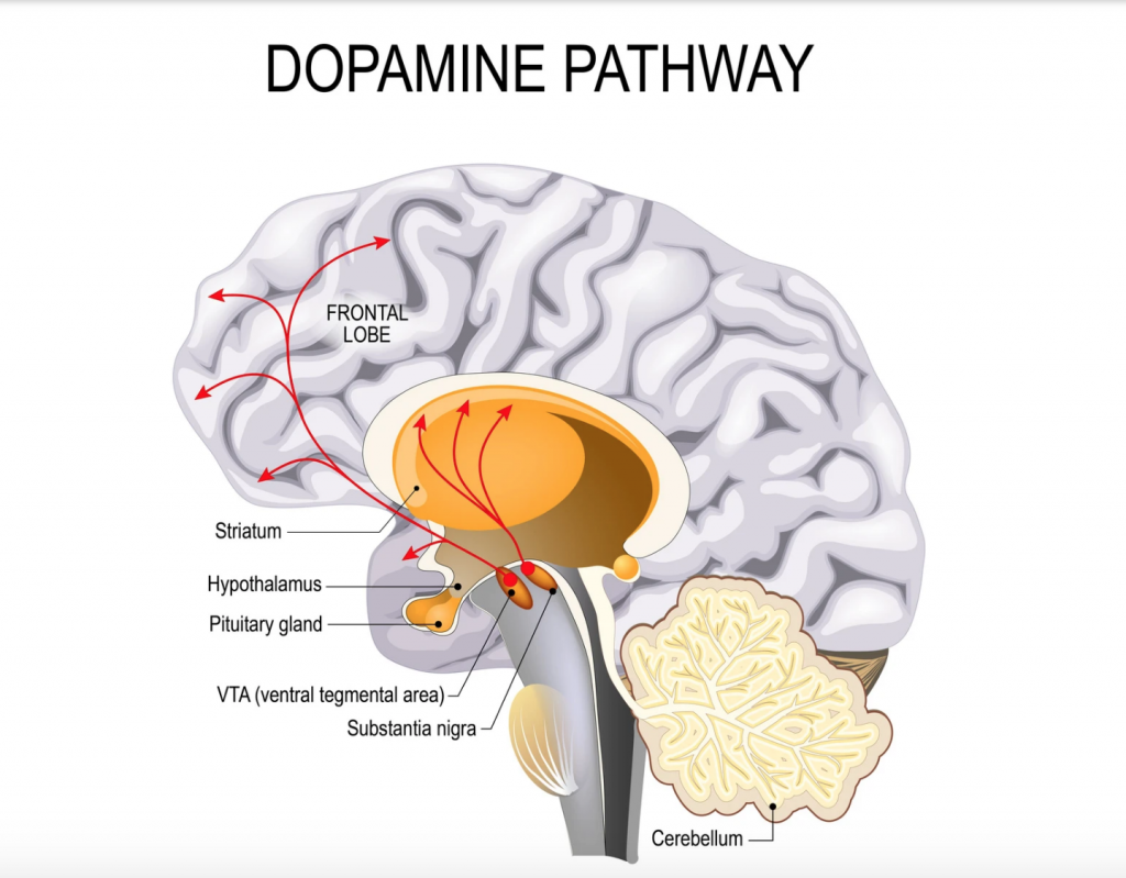 dopamine-pathway