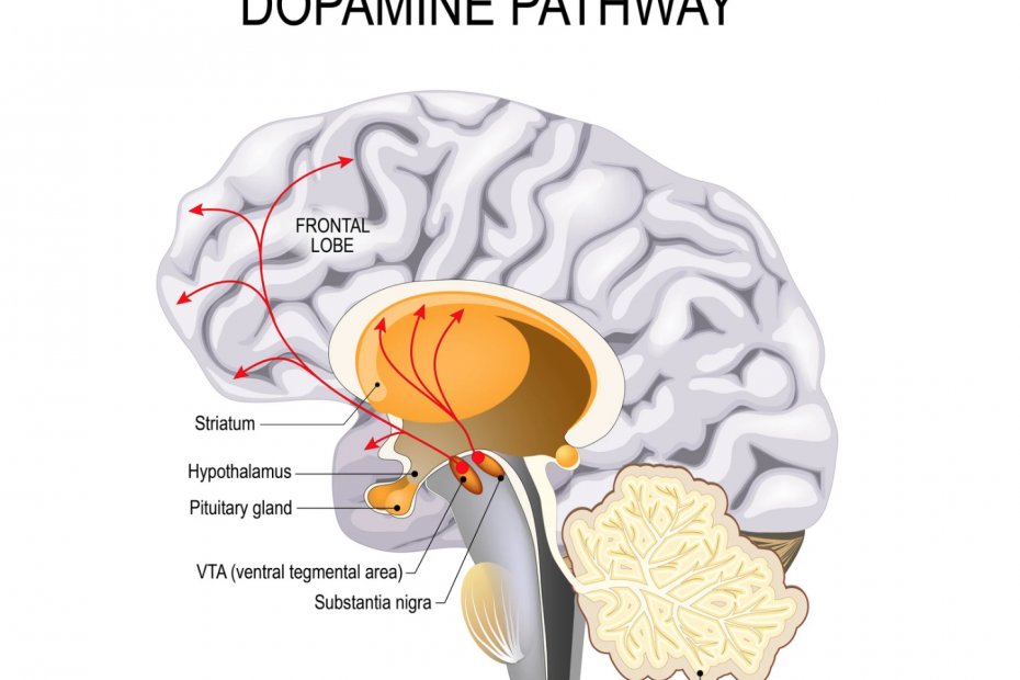dopamine-pathway