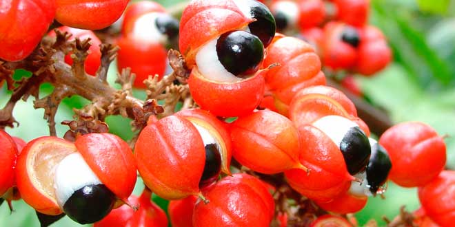 Guarana